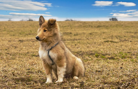 牧羊犬仔