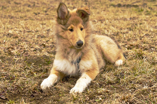 牧羊犬仔