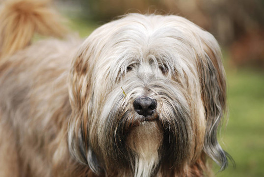 西藏梗犬