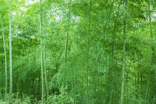 翠竹林