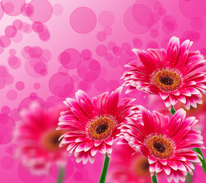 Gerber的花