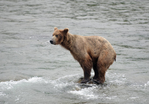 大Brown Bear在河里釣鮭魚