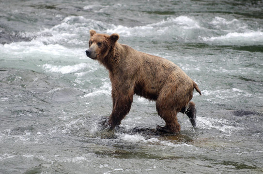 大Brown Bear在河里釣鮭魚