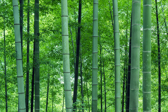 綠竹林翠竹林