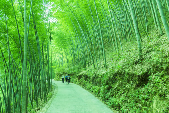 竹林小路