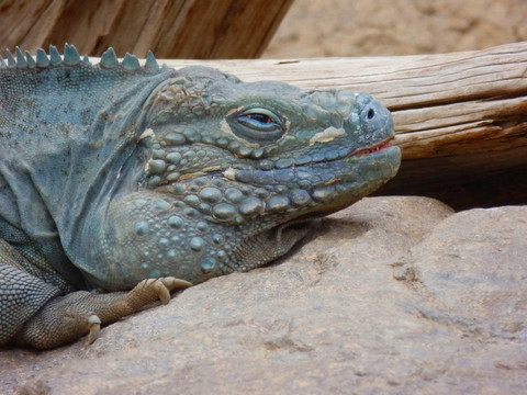 大開曼島藍(lán)鬣蜥（Cyclura lewisi）