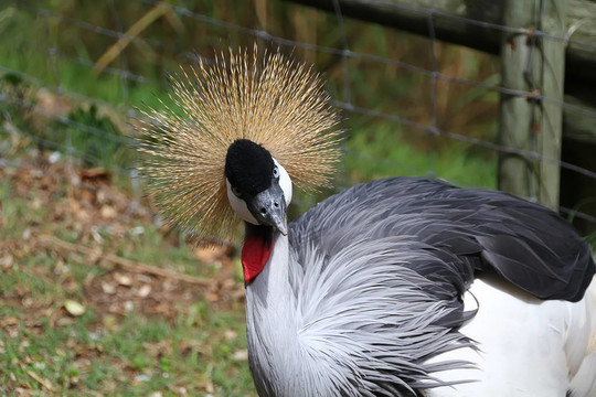 美麗多彩的Grey Crowned Crane