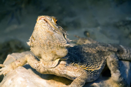 大胡子Dragon Pogona vitticeps