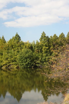 池塘周圍種植的樹木