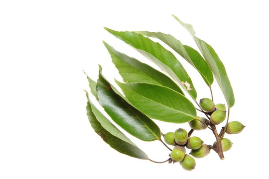 樹葉和果實(shí)