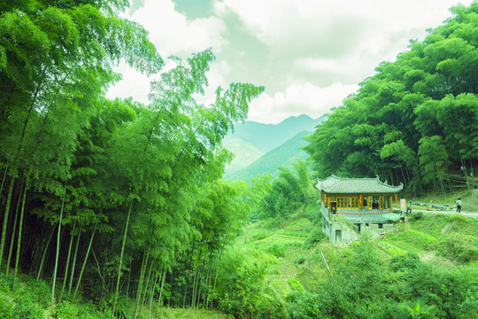 綠竹林