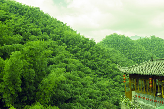 綠竹林