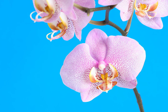 紫蘭花藍