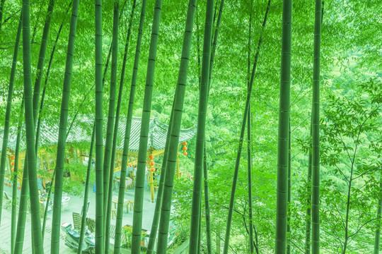 綠竹林