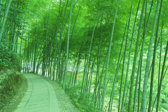 翠竹林