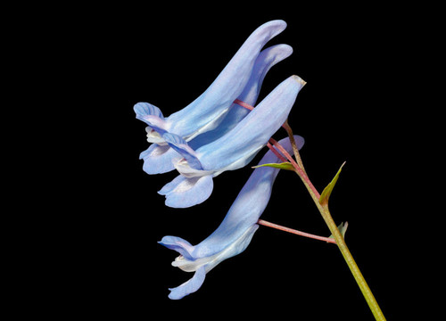 11花對馬兜鈴