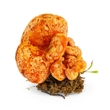 蘑菇藏紅花