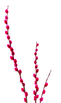 pussywillows染成粉紅色