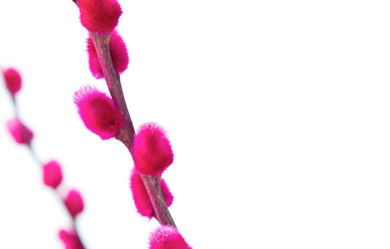 pussywillows染成粉紅色