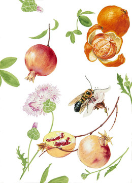 水彩畫(huà)中花的色彩闡釋