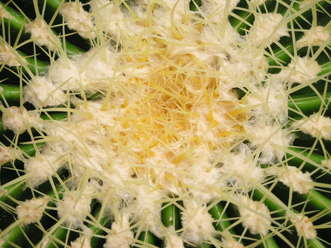 花園里的仙人掌植物