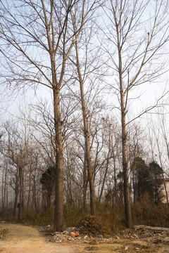 鄉(xiāng)村樹林