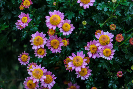 小菊花
