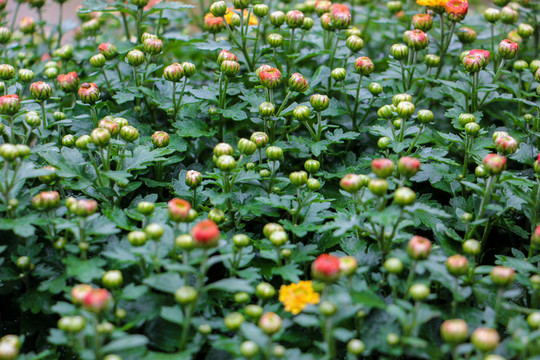 小菊花