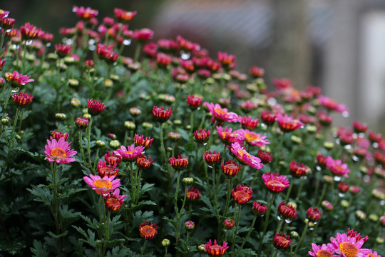 小菊花