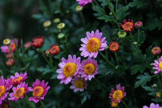 小菊花