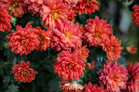菊花