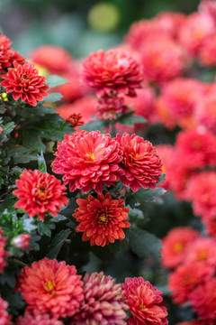 菊花