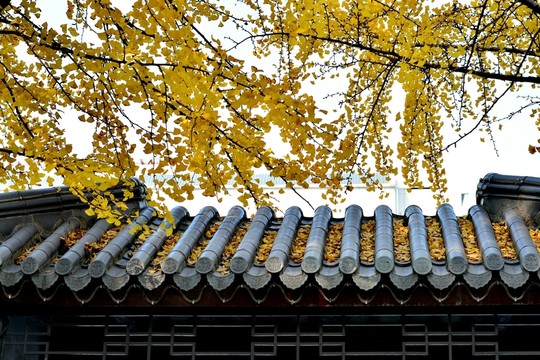 銀杏