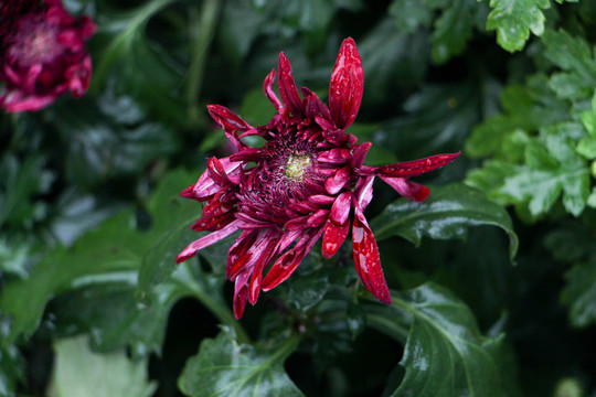 菊花