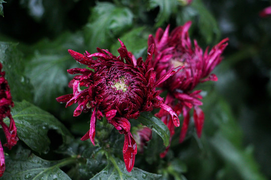 菊花