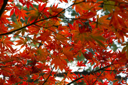 紅楓葉