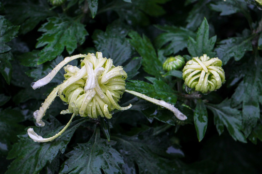 菊花