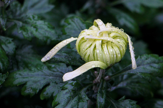 菊花