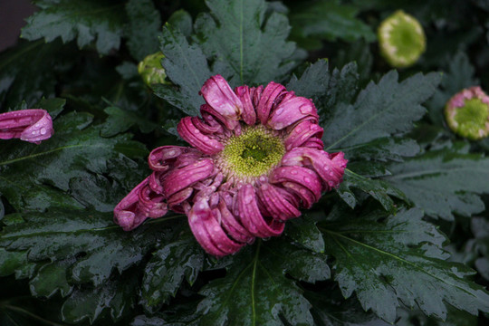 菊花