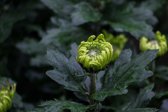 菊花