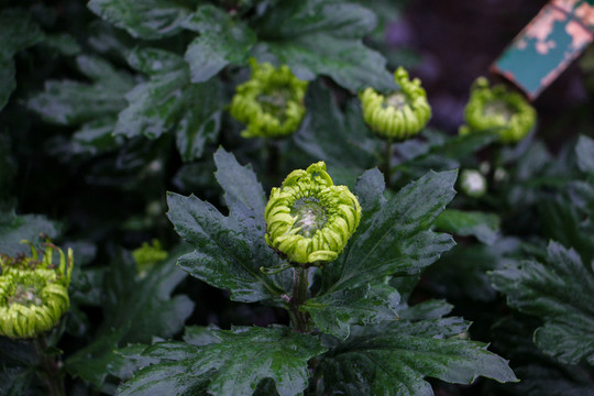 菊花