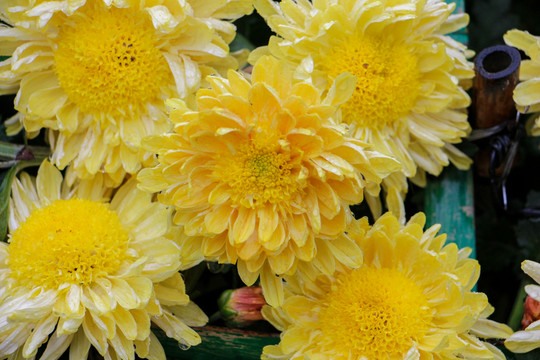 菊花