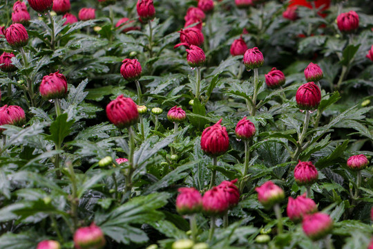 菊花
