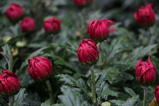 菊花