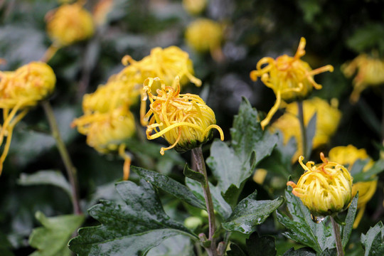 菊花