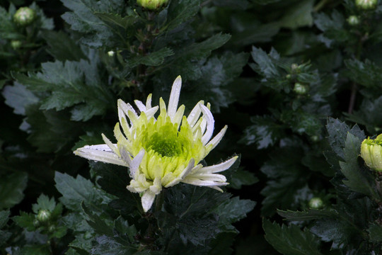 菊花