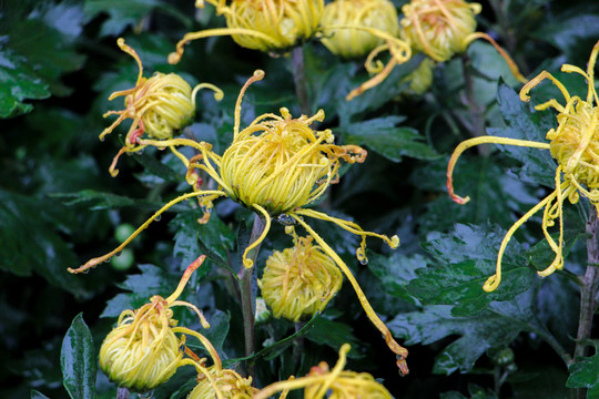 菊花