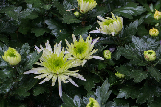 菊花