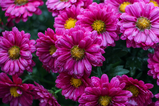 菊花