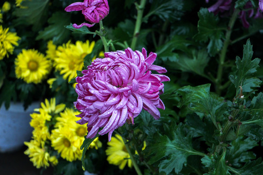 菊花